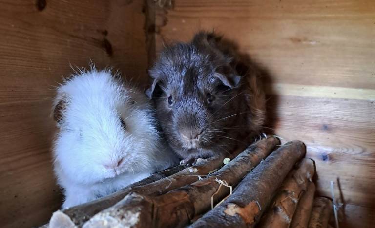 Gorgoeus guinea pigs looking for their new forever home