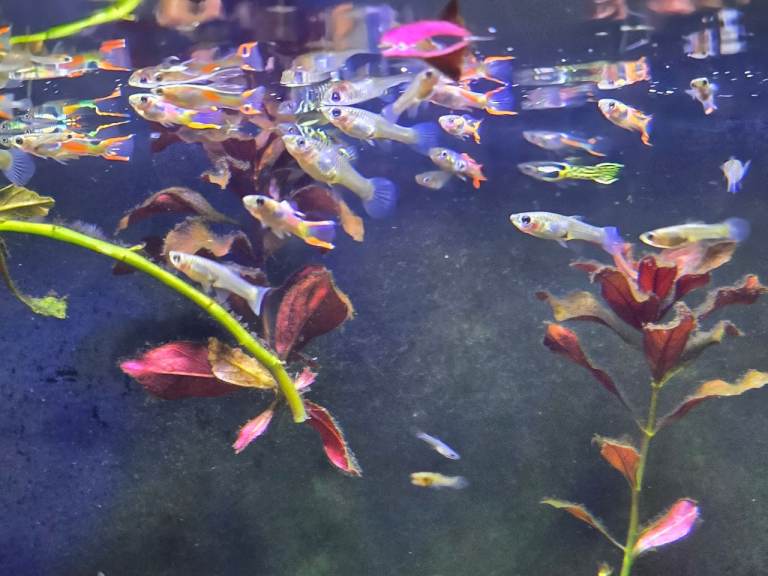 Guppies, tetras, rosy barbs