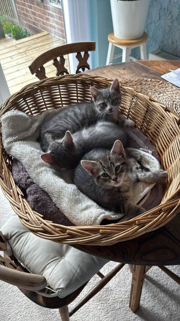 Kittens for Sale