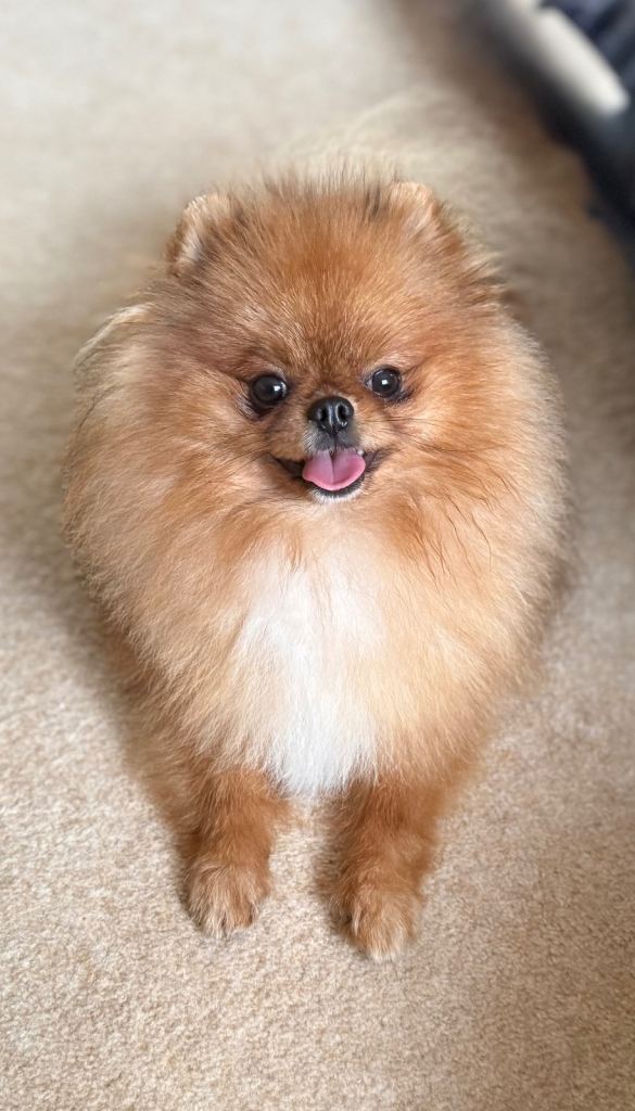 Premium Purebred Pomeranian 