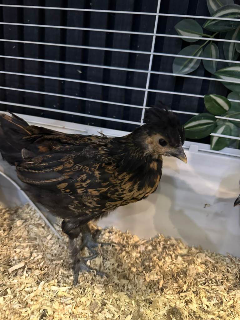 3 girls & 1 boy mix ayam cemani  & appenzeller 