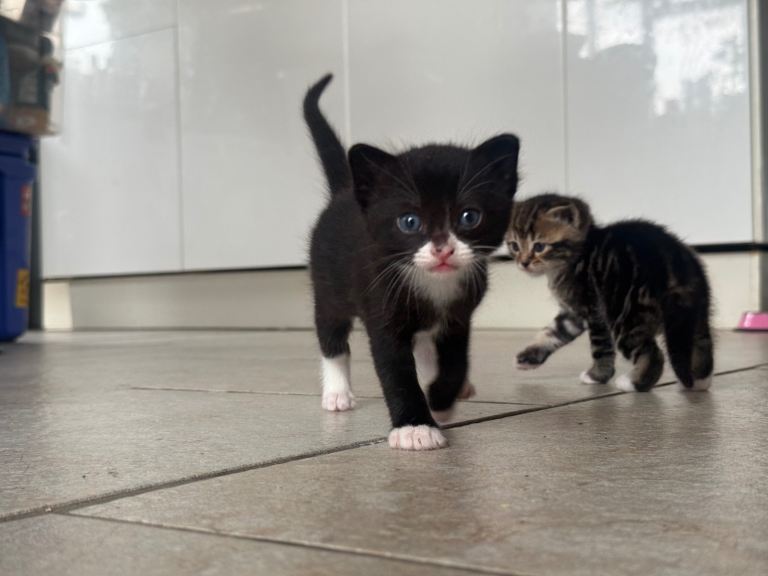 Half Ragdoll Kittens 