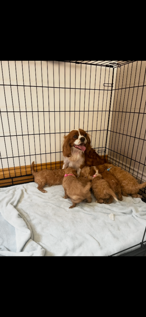 Stunning Cava Poo puppies