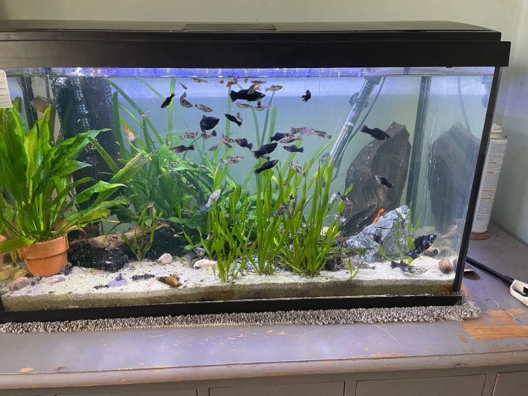 Fish tank please message for more info 