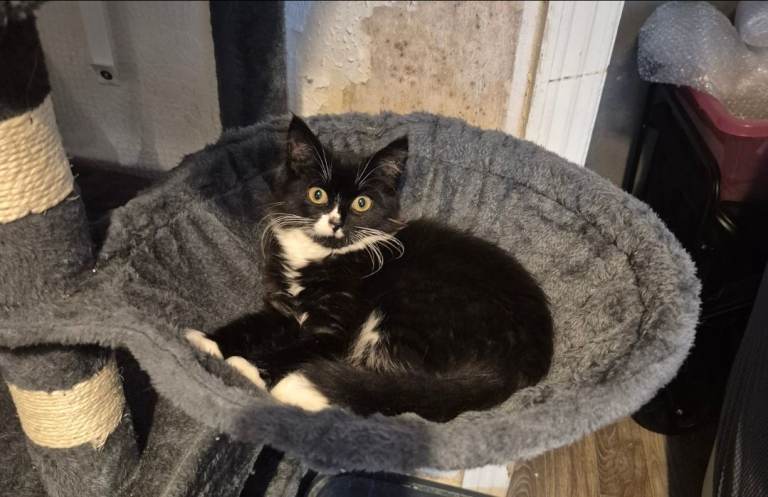 13 week female black and white long hair kitten 