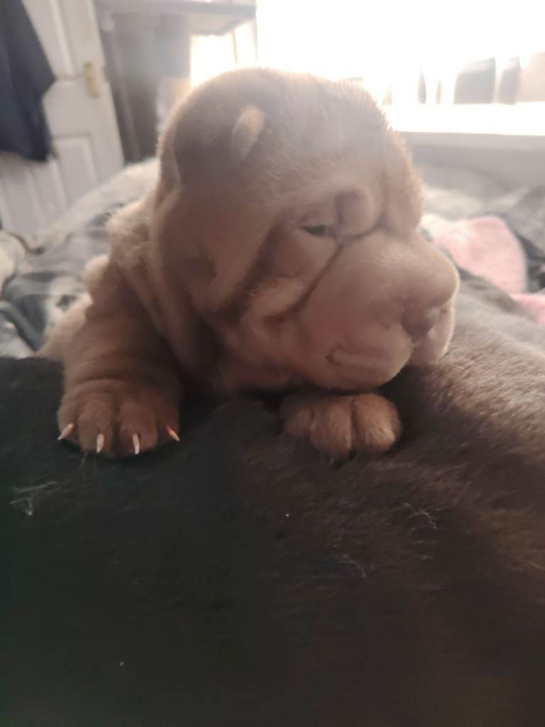 Brown bear Coat Sharpei girl 