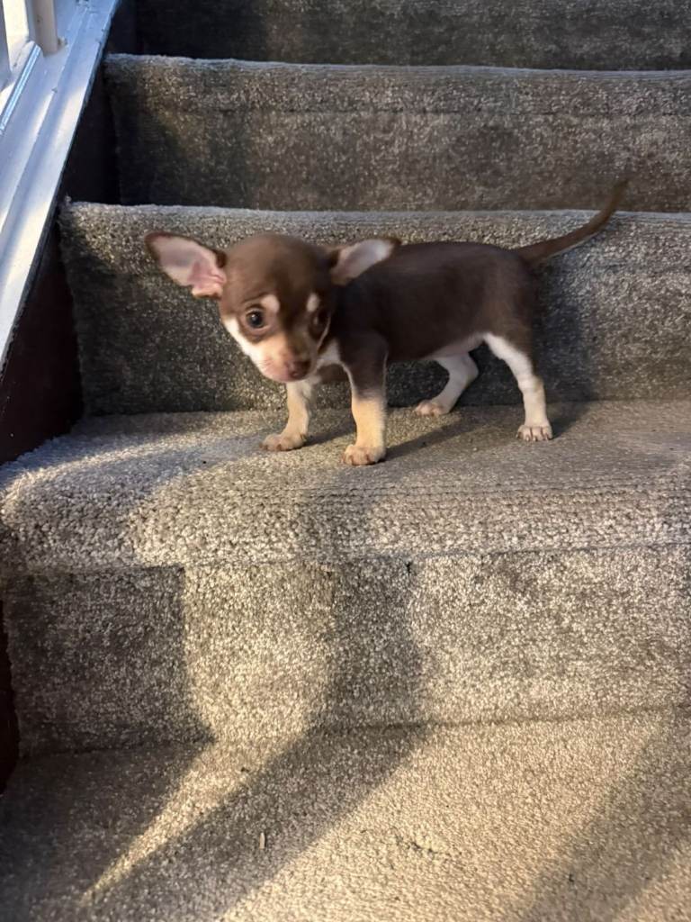 Chihuahua girl 