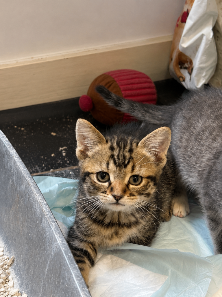 Beautiful Female Russian Blue x Tuxedo Kitten | Ready ASAP