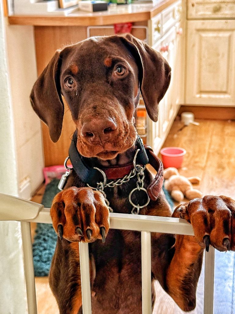 Doberman Puppy 