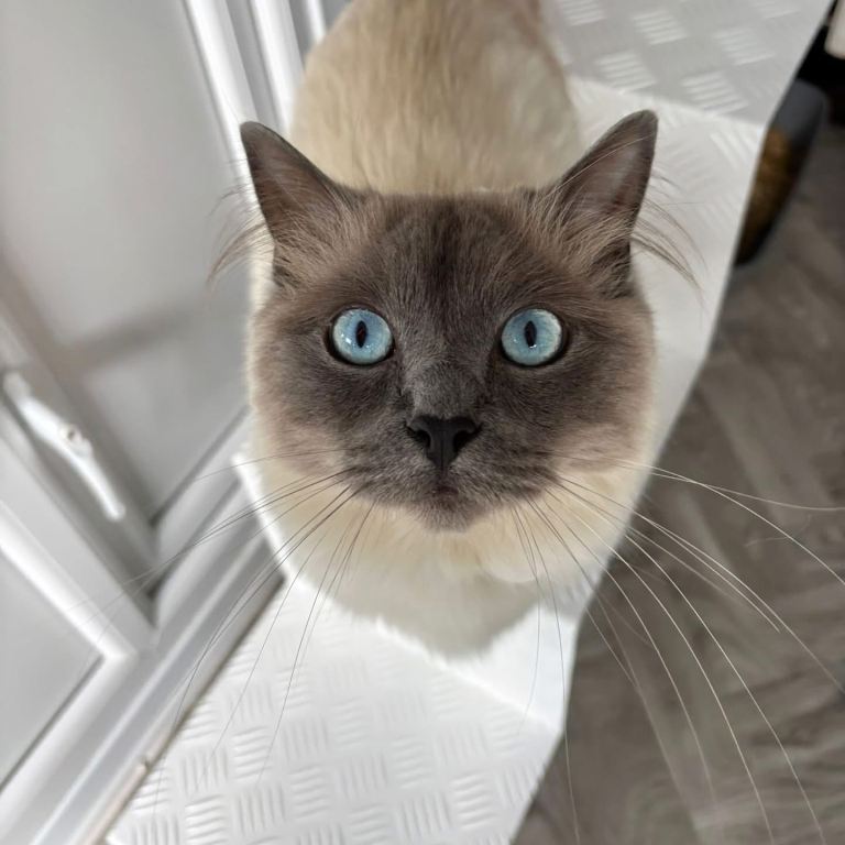 Rocket the Ragdoll