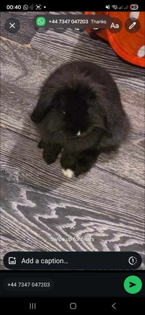minilop lionhead mix 