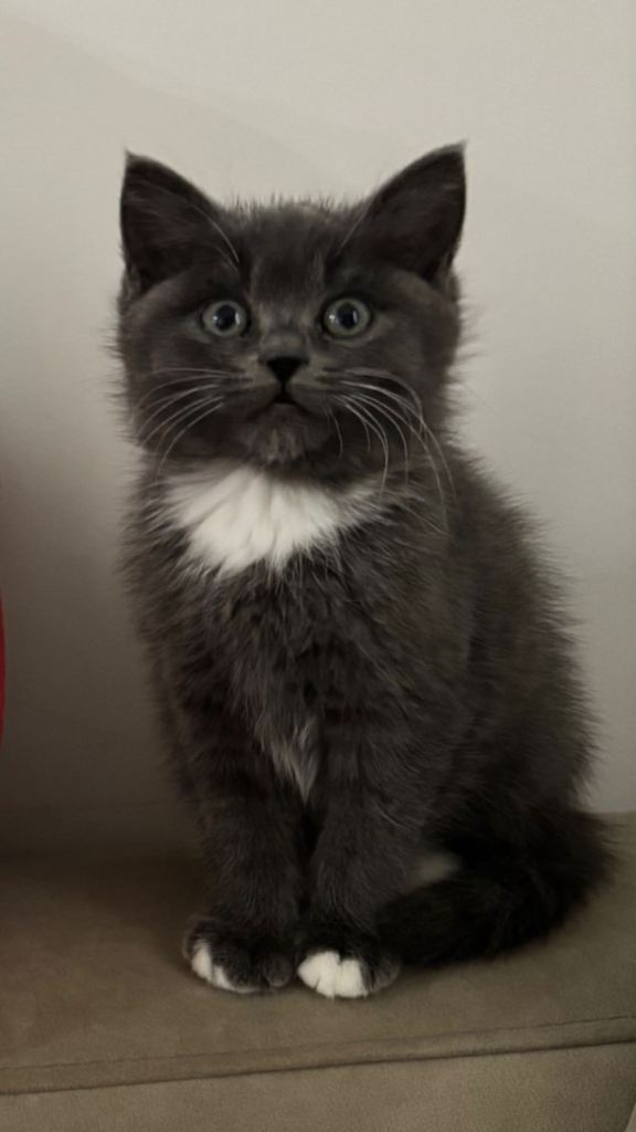 Half British Short hair half Siberian Kitty 