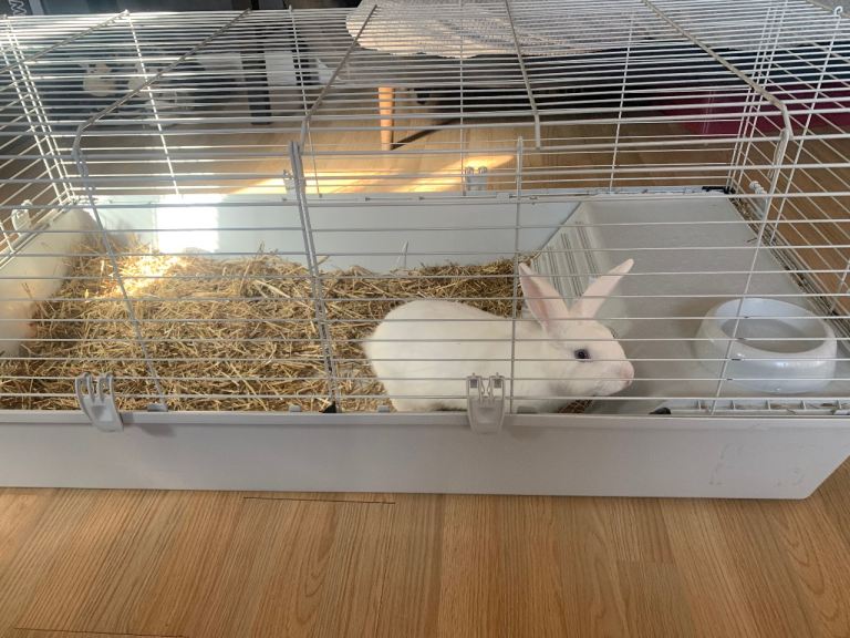 Rabbit + Rabbit cage 