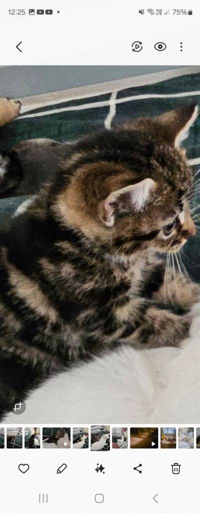 Beautiful tabby kitten for sale 