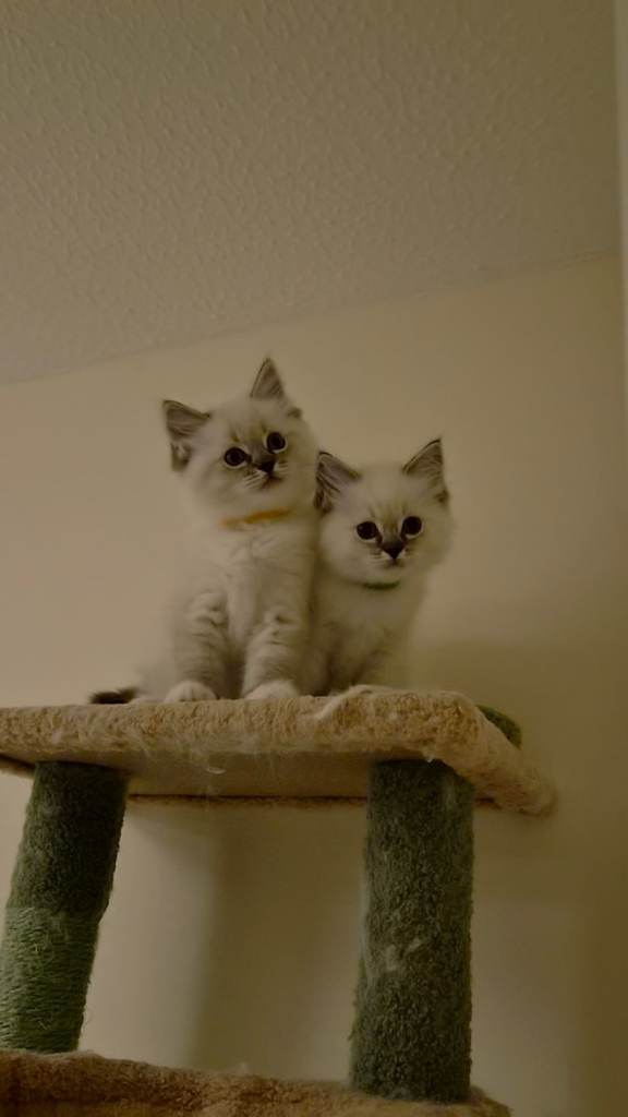 2 TICA Registered Ragdoll Kittens.