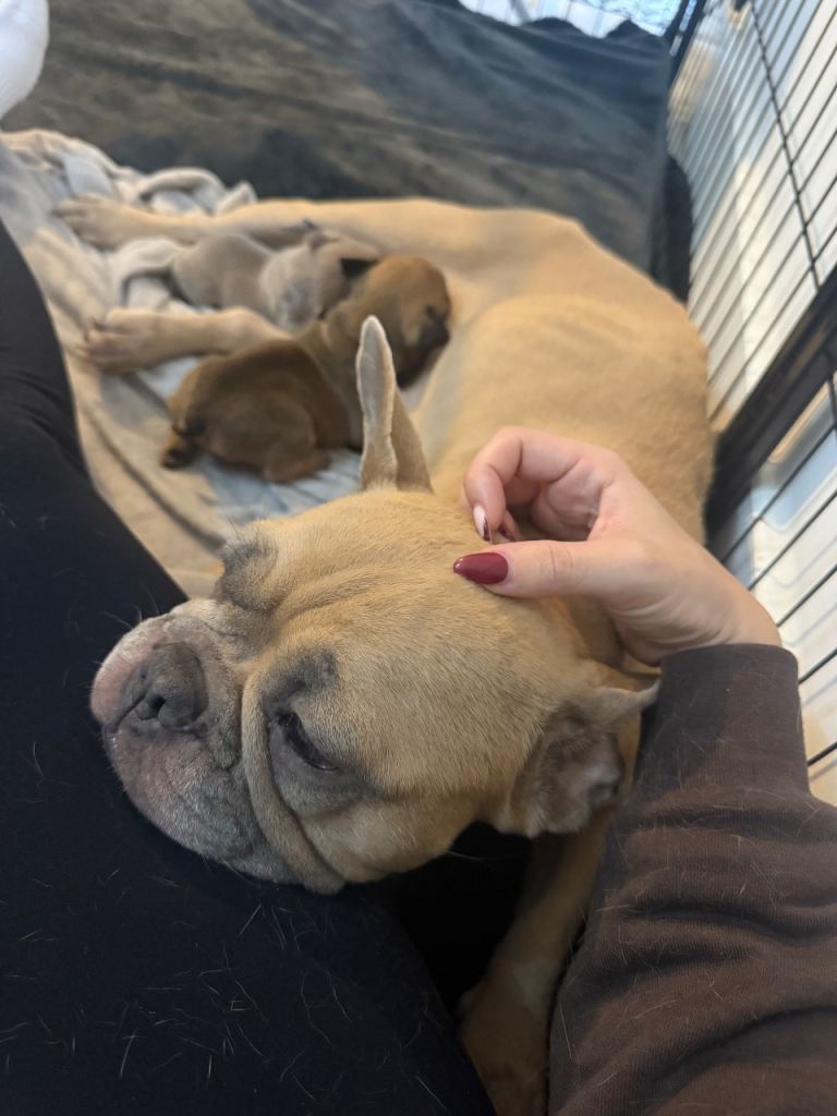 Beautiful French Bulldog Puppies 