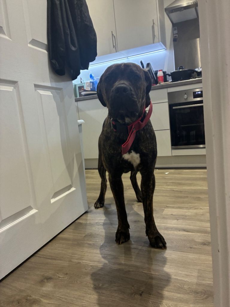 10-month-old female brindle full Cane Corso