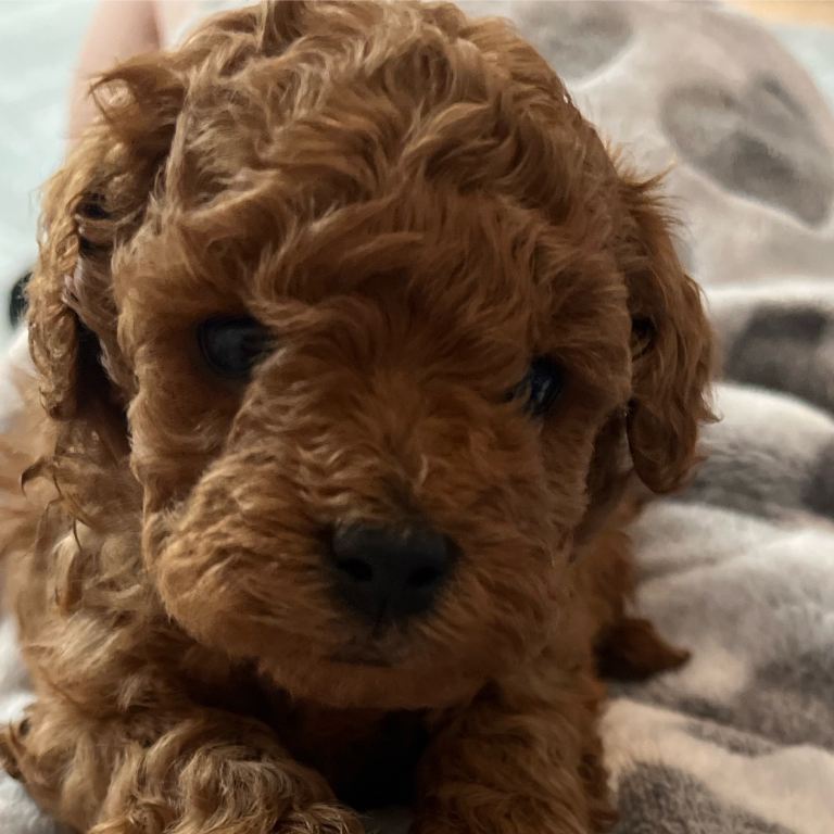 Kc Toy poodle puppies excessively hereditary tested clear 