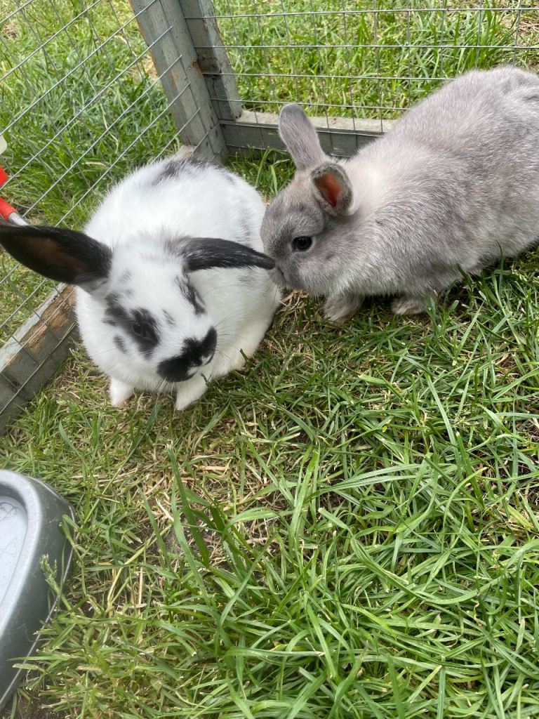 2 Baby Rabbits Now ready to leave. 