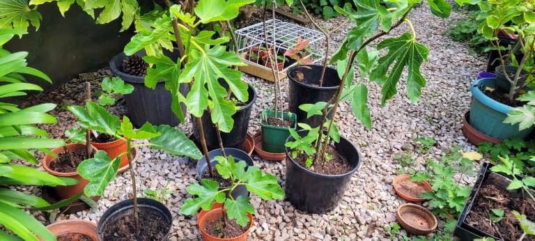 Fig tree plants..