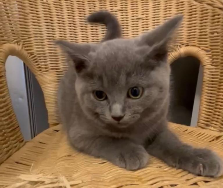 British short hair cross ragdoll kittens 
