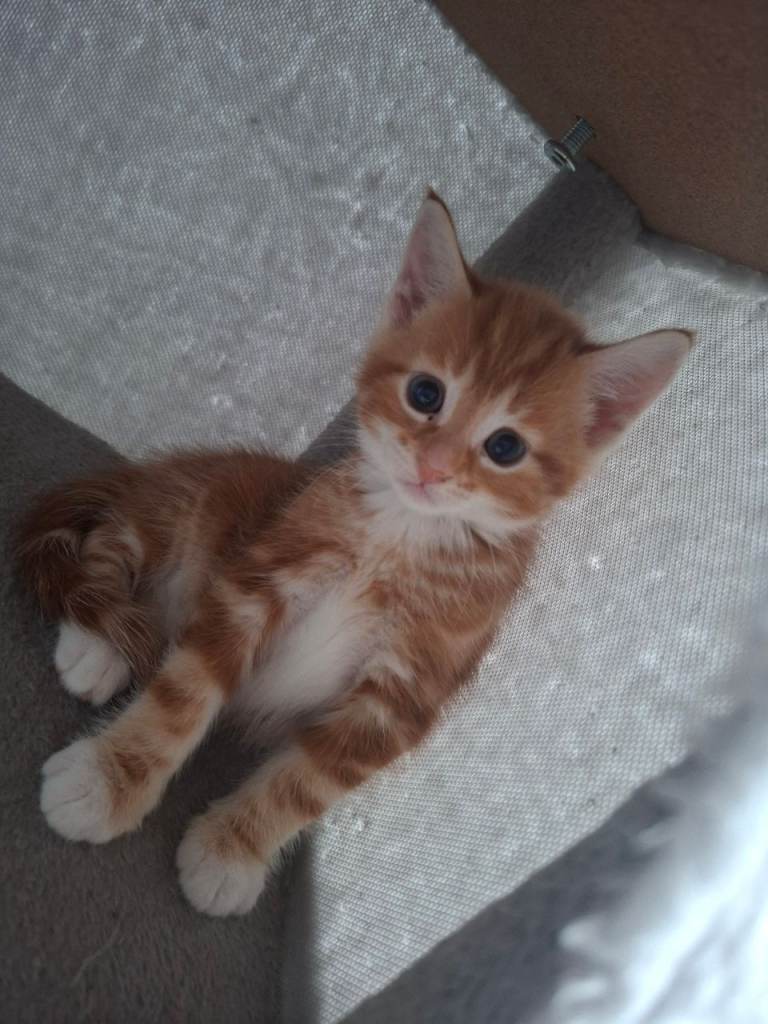 3 kittens for sales. Ready Friday 12th June