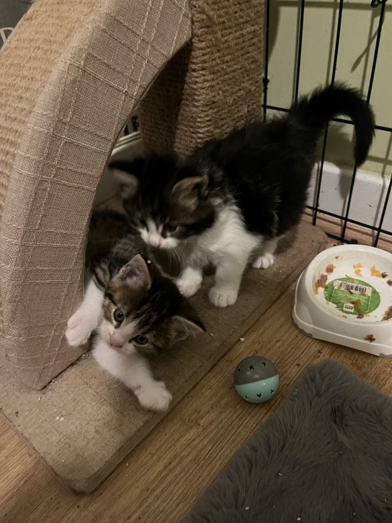 Maine coon x Ragdoll breed kittens for sale