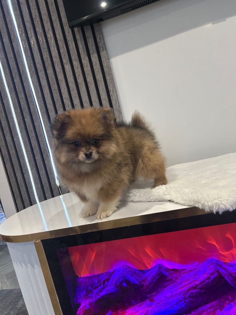 BEAUTIFUL POMERANIAN BOY 