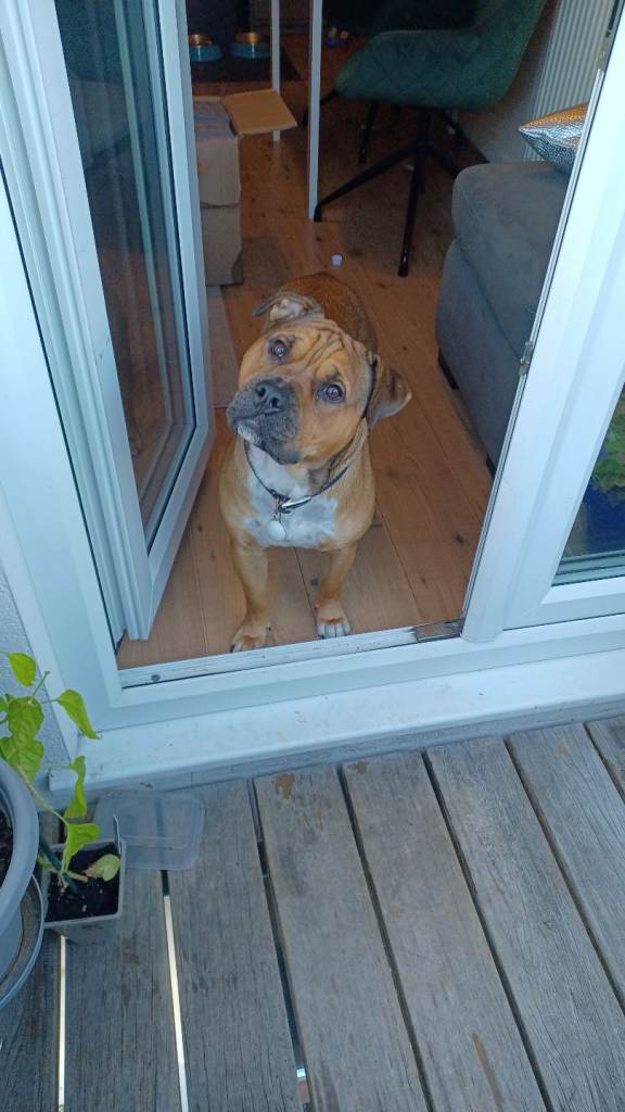 Staffy 6 years 