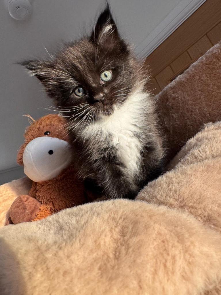 Maine coon kitten