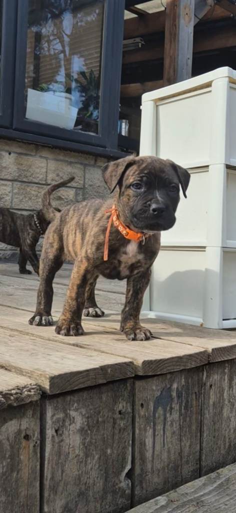 *Last male pup avaliable * orange collar
