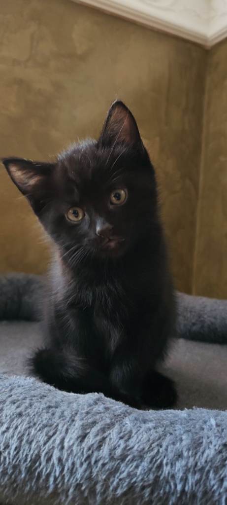 Beautiful, playful girl kitten