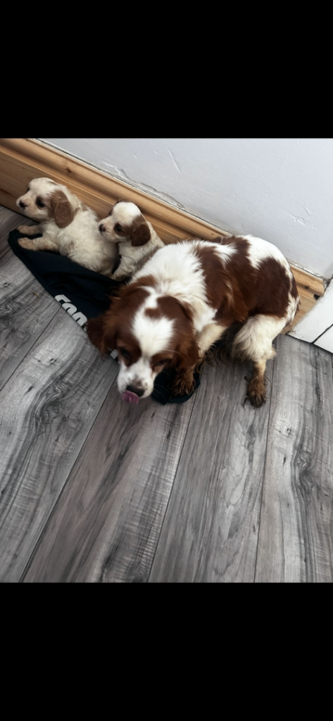 Cockalier puppies for sale 