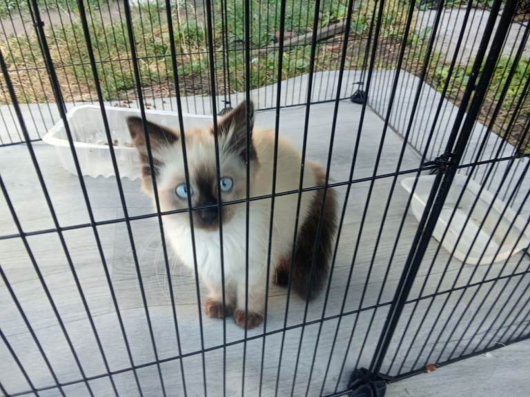 3 rag doll kittens for sale 