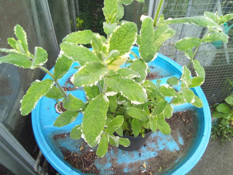 Pineapple mint