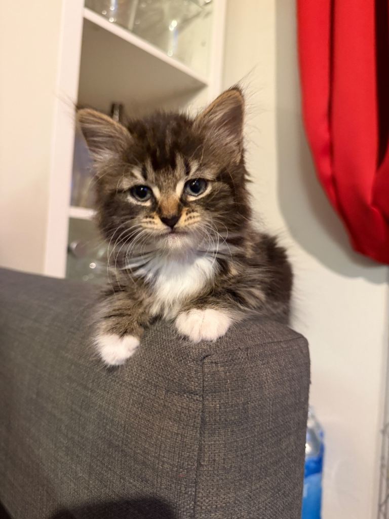 Female fluffy kitten