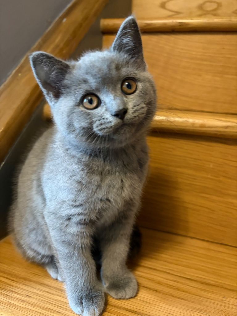 British short hair kittens