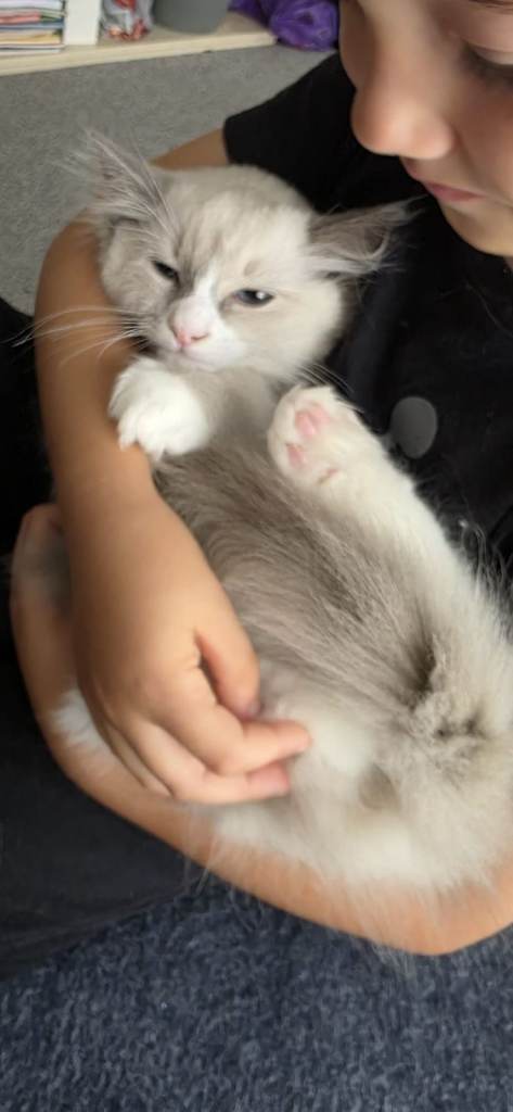  2 Kittens Ragdoll