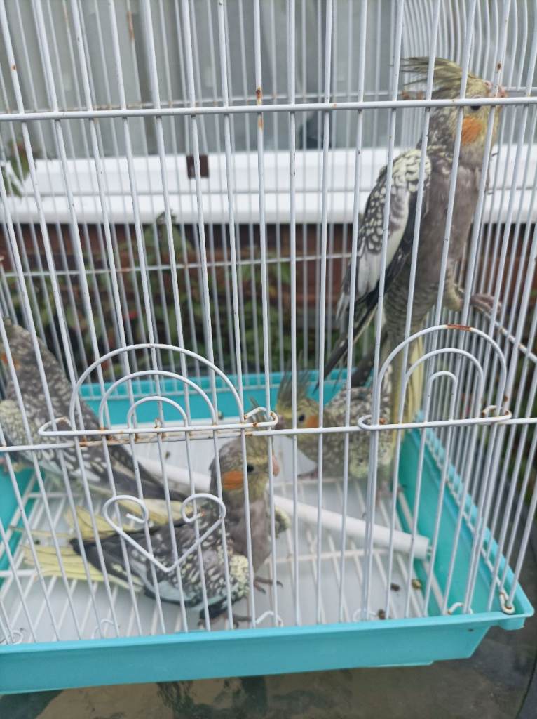 Baby pearl cockatiel