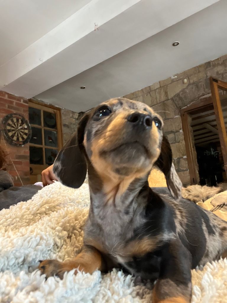 Miniature Dachshunds 