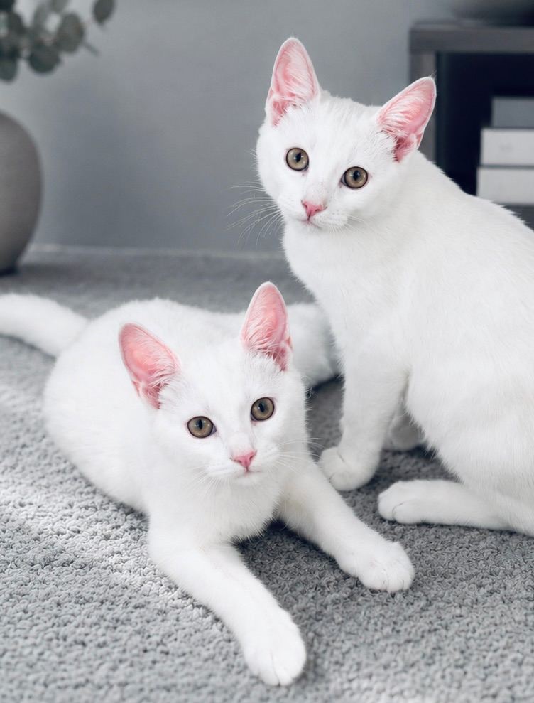 TWO WHITE KITTENS 12 WEEKS OLD £280 for both.