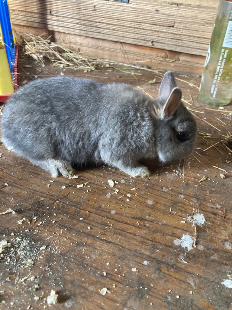 Netherland Dwarf Rabbits