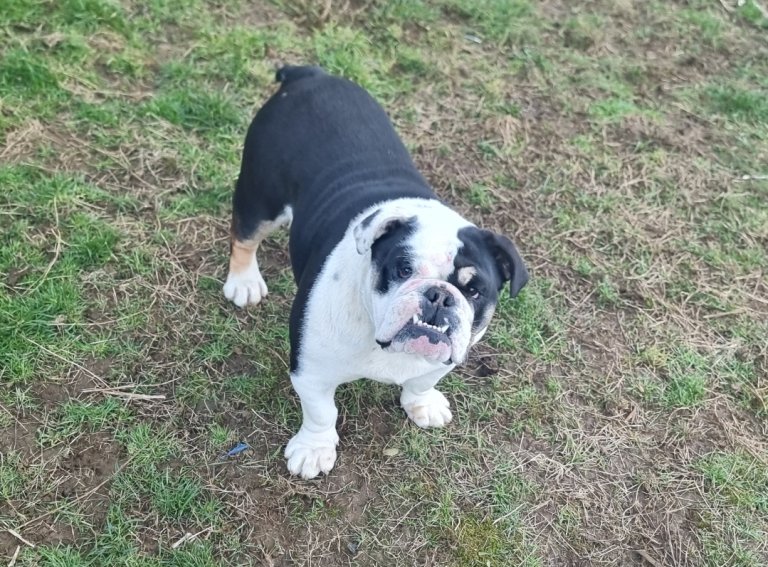 KC Registered Tricolour English Bulldog – Rapunzel