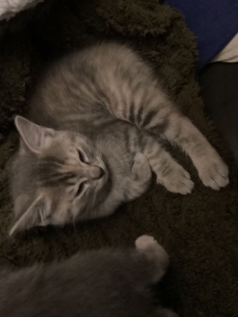 Georgeous ragdoll x kittens for sale