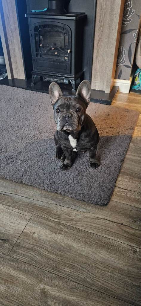 Girl French bull dog