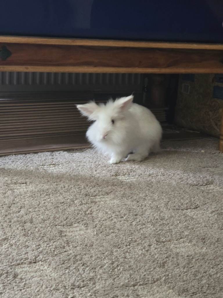 Rabbit with Cage