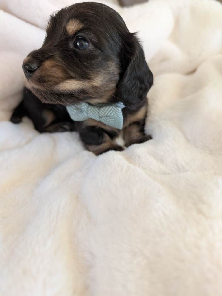 Miniature long haired last boy 