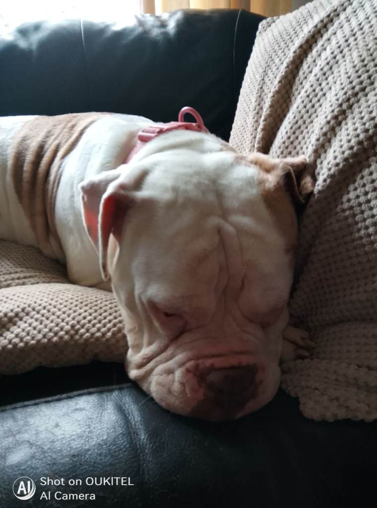 Female boxer cross staffie 