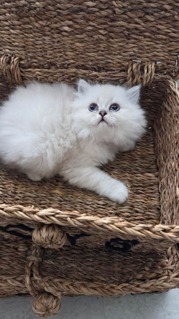 FEMALE Persian chinchilla kitten