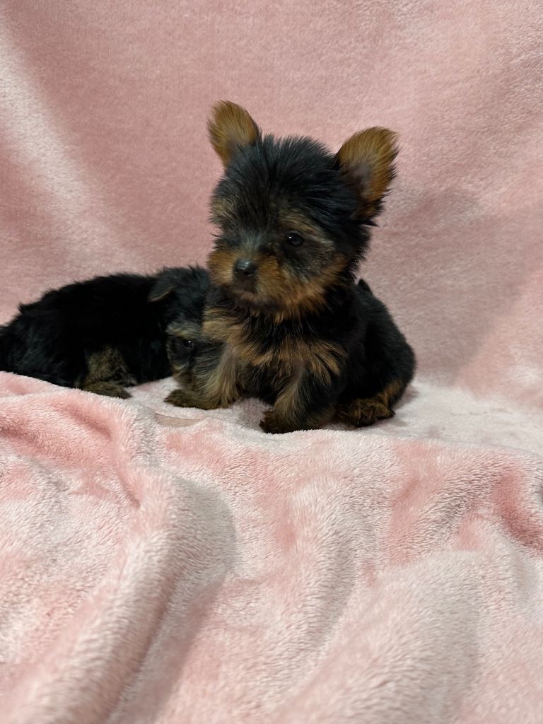 Yorkshire terrier puppies 